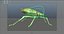aphids / larvae / insects