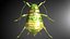 aphids / larvae / insects