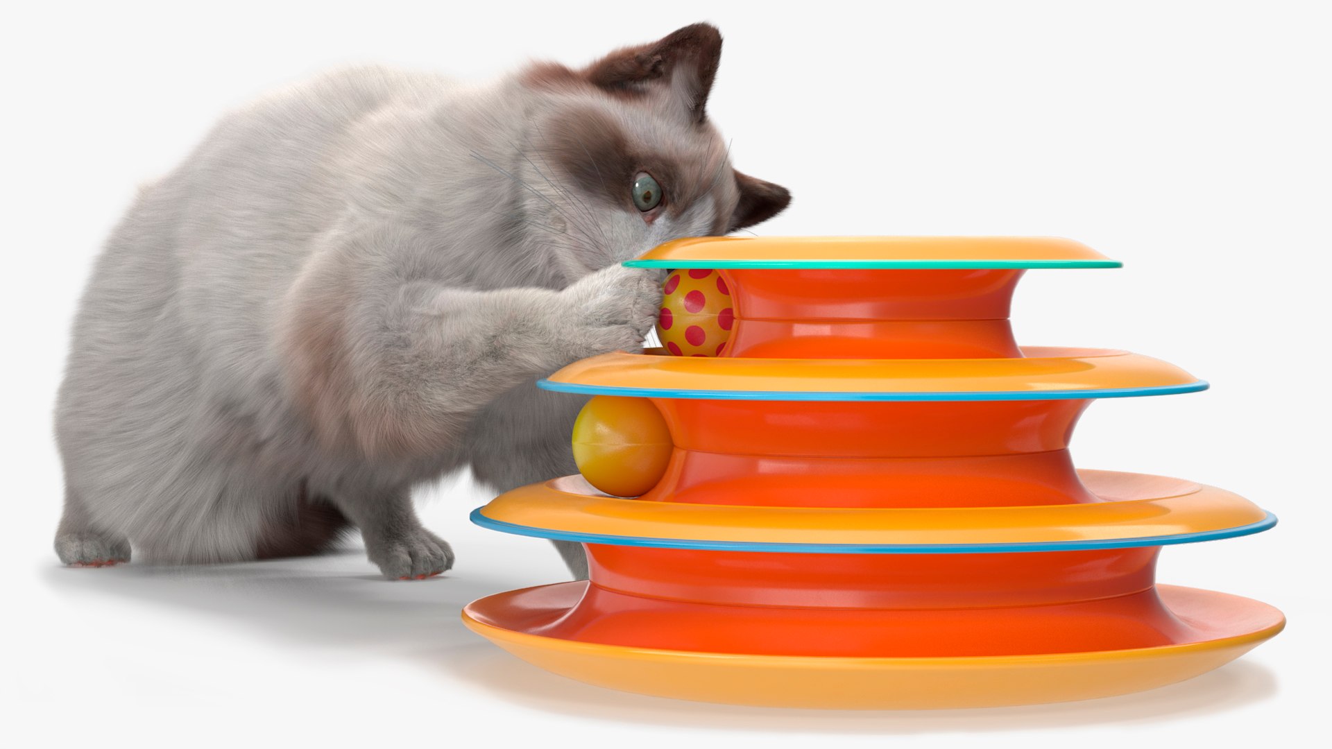 3D Ragdoll Cat Playing with Tower Track Toy Fur for Maya https://p.turbosquid.com/ts-thumb/a5/xpUQCB/WE/ragdoll_cat_playing_with_tower_track_toy_fur_001/jpg/1759429929/1920x1080/fit_q87/ddf9a616a07e9ba8743184424aa95fe156b66e46/ragdoll_cat_playing_with_tower_track_toy_fur_001.jpg