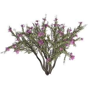 Crape Myrtle Tree - 08 -