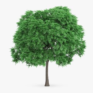japanese chestnut 8 1m max