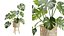 3D Bamboo Stand Plant Monstera Deliciosa