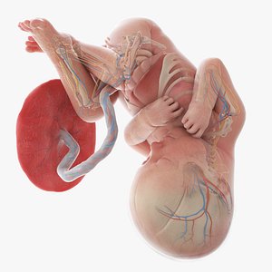 Fetus Anatomy Week 35 Animated 3D model