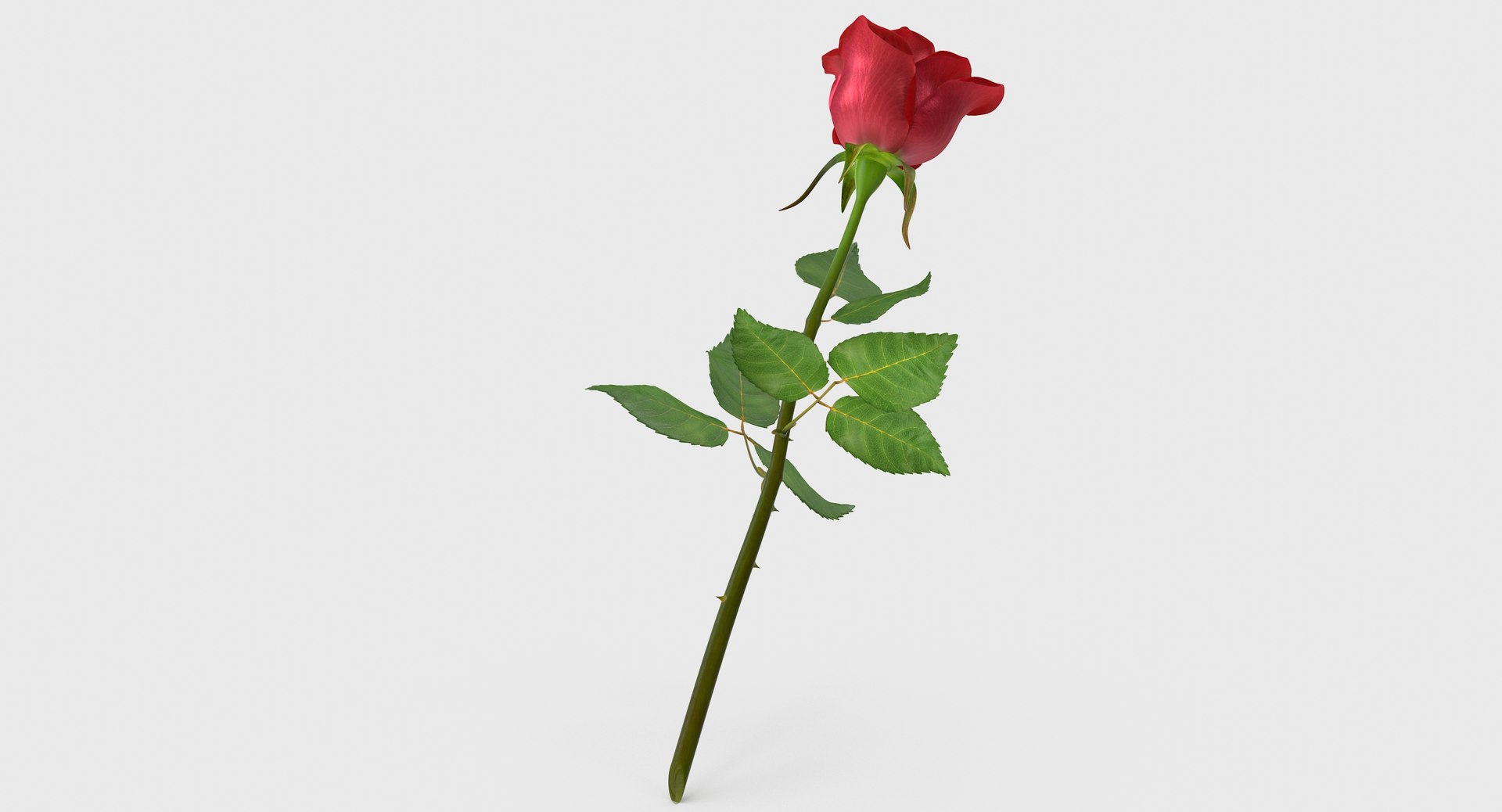 Rose Flower 3D - TurboSquid 547580
