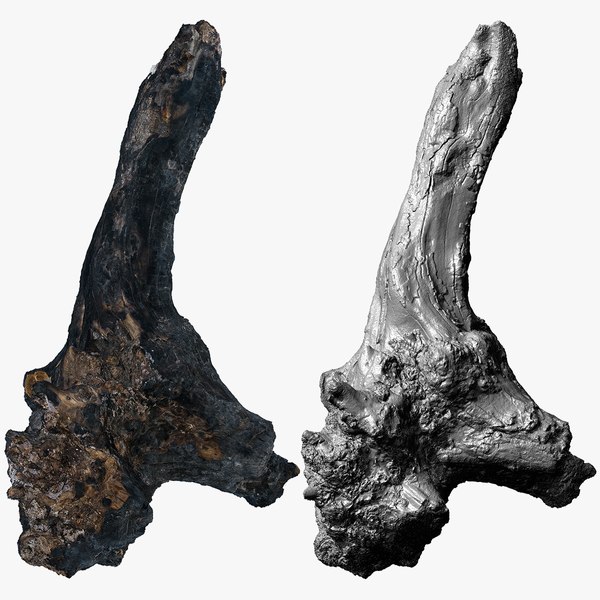 Burnt Tree Roots 3D scan 16 k texture 3D model