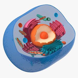 Cell Section 3D model