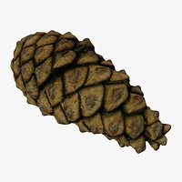 Fir Cone 2