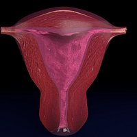 Uterus cut open bisected labelled detail