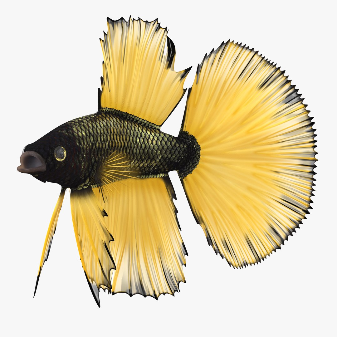 Betta Fish Rigged 3D Model 3D model preview