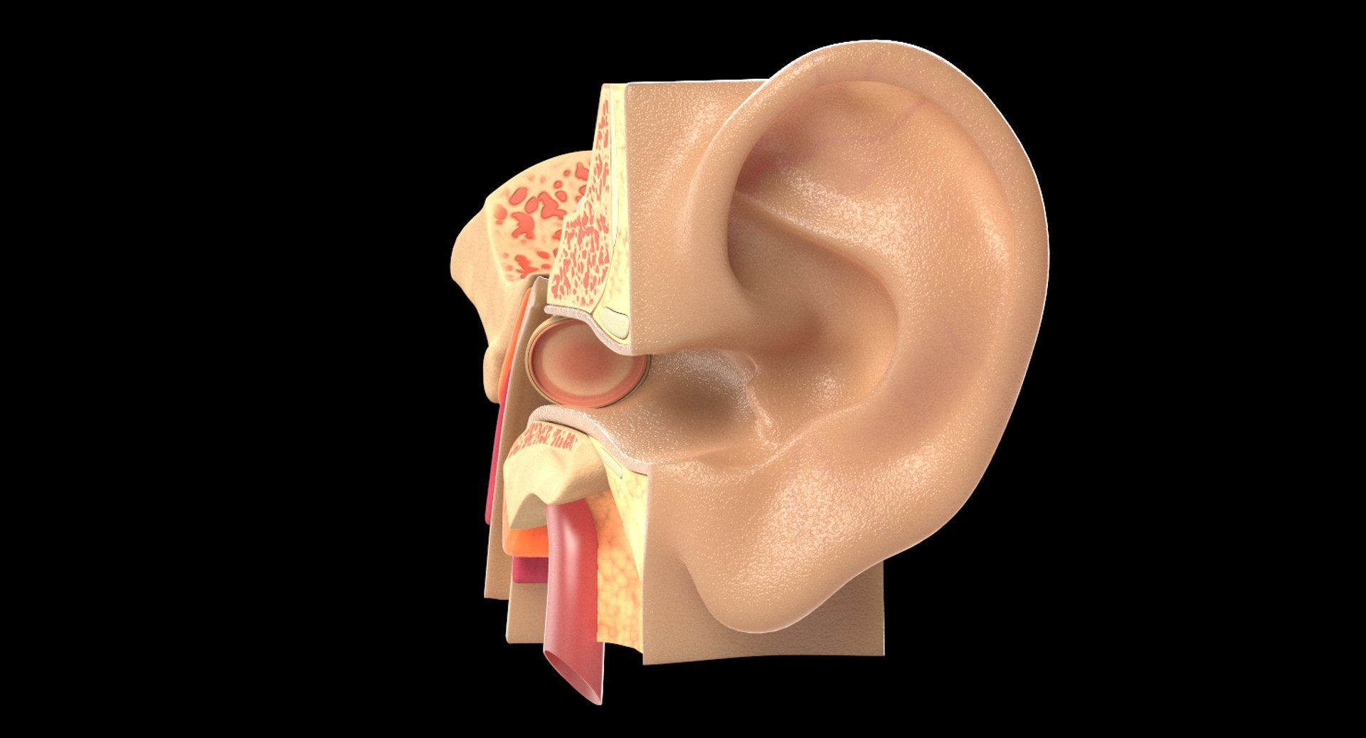 ear tympanum 3D https://p.turbosquid.com/ts-thumb/a7/8tvuVM/4t18jAA6/shotimageearanatomy03/jpg/1552424105/1920x1080/fit_q87/e315ffb57b273b079e74dae7e950aeeb09fb4c1f/shotimageearanatomy03.jpg