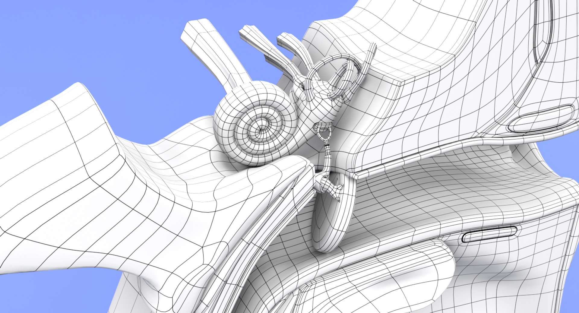 ear tympanum 3D https://p.turbosquid.com/ts-thumb/a7/8tvuVM/CyNqSlP4/wireframeimageearanatomy02/png/1552333445/1920x1080/fit_q87/5ff4bd57a3b70538e1b2cc51f4c78c7f63485192/wireframeimageearanatomy02.jpg