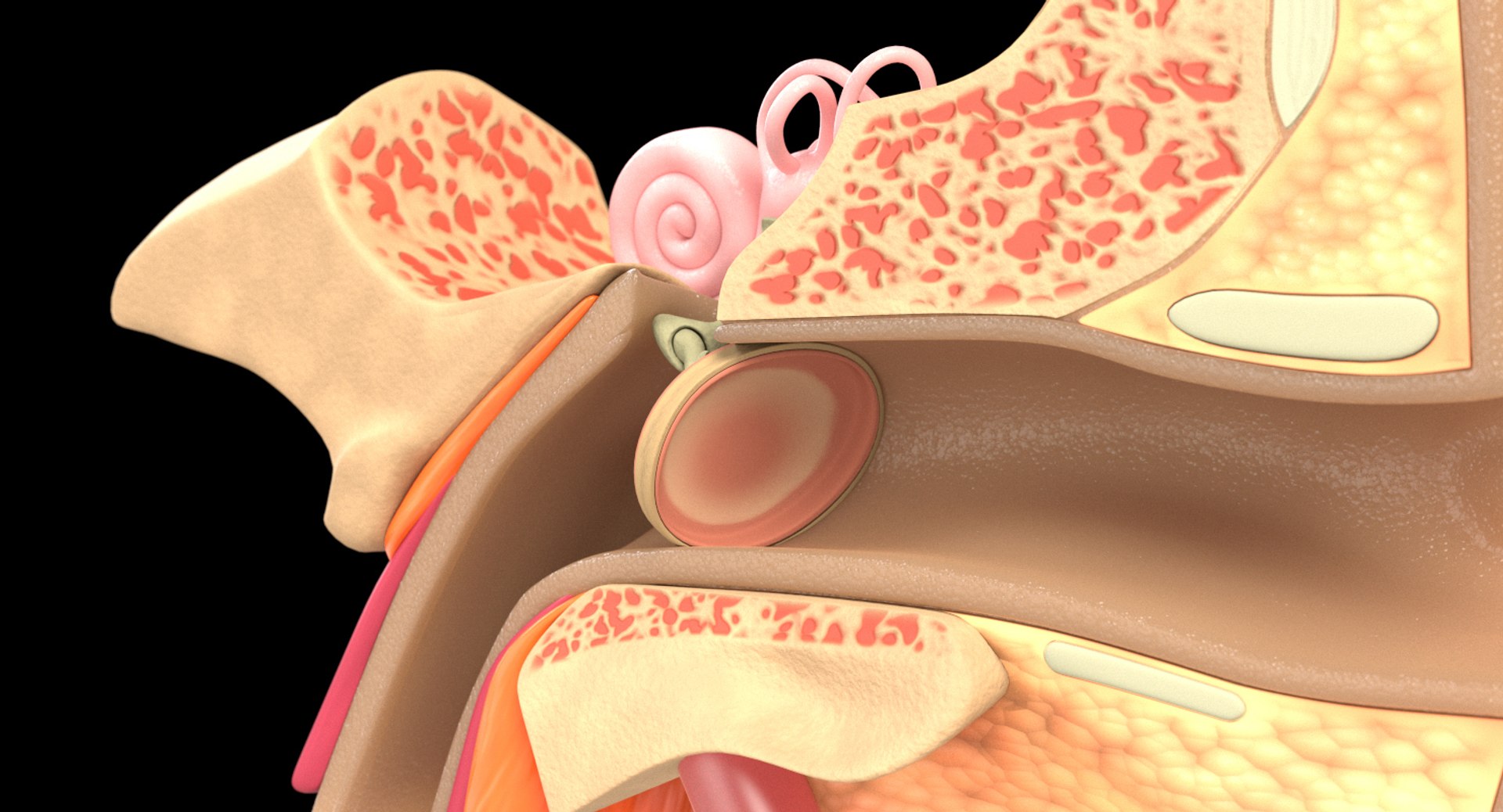 ear tympanum 3D https://p.turbosquid.com/ts-thumb/a7/8tvuVM/GLiPCyEF/shotimageearanatomy05/jpg/1552424105/1920x1080/fit_q87/ecc83fd852146db48669e19b9a1c30dc038b857c/shotimageearanatomy05.jpg