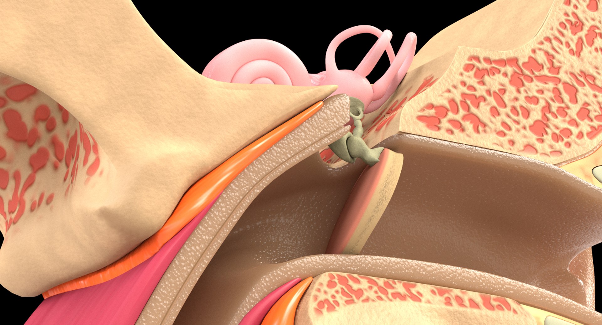 ear tympanum 3D https://p.turbosquid.com/ts-thumb/a7/8tvuVM/ZAsOHr0l/shotimageearanatomy01/jpg/1552424105/1920x1080/fit_q87/38b5d2bbf47919c7017e42d72b32b173bbf04b9a/shotimageearanatomy01.jpg