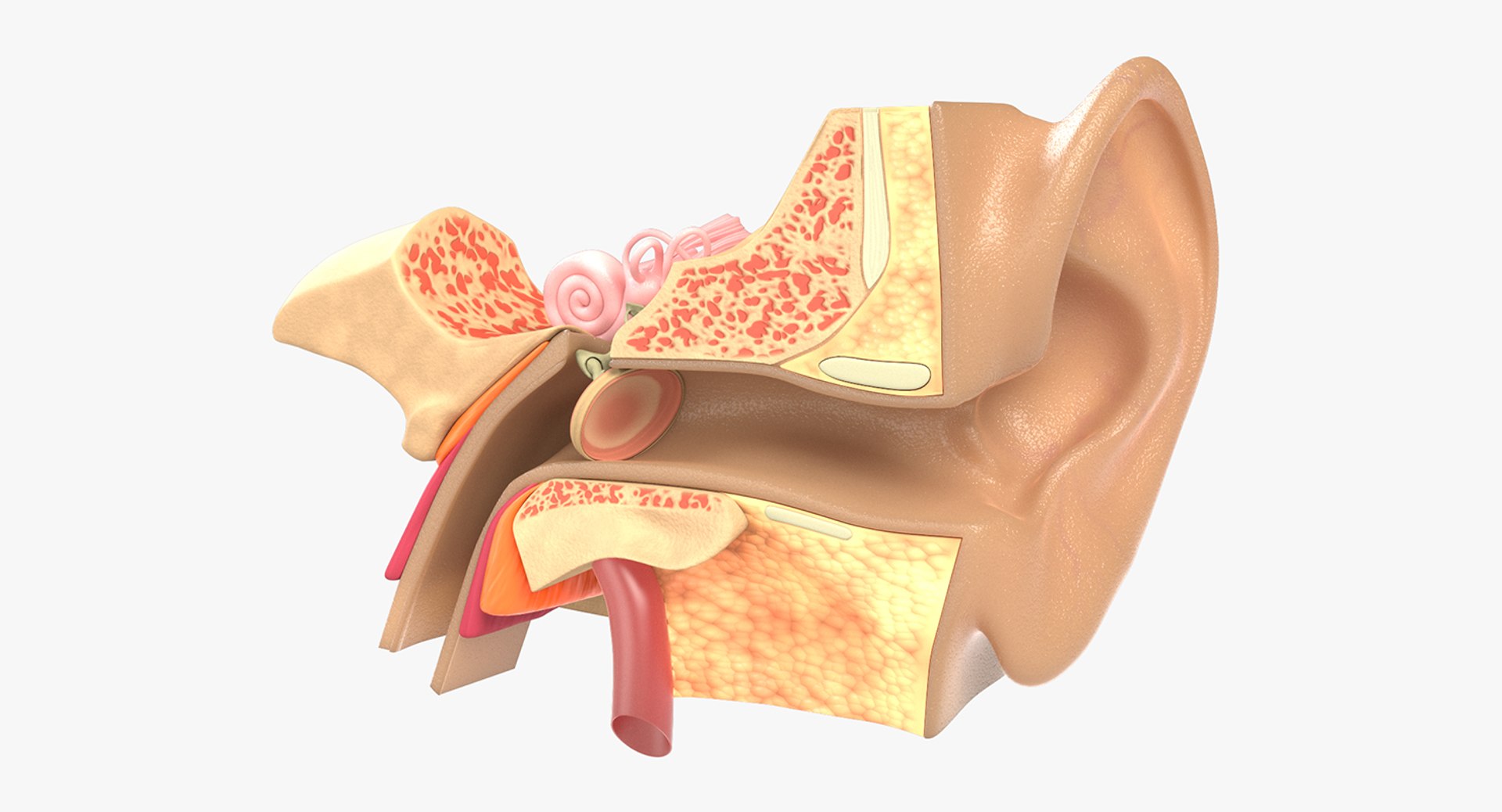 ear tympanum 3D https://p.turbosquid.com/ts-thumb/a7/8tvuVM/eLRC1WyT/2ndsignatureimageearanatomy/jpg/1552424105/1920x1080/fit_q87/d772e0f8945d71310efa47b0ea6ebf52cb53b1d5/2ndsignatureimageearanatomy.jpg