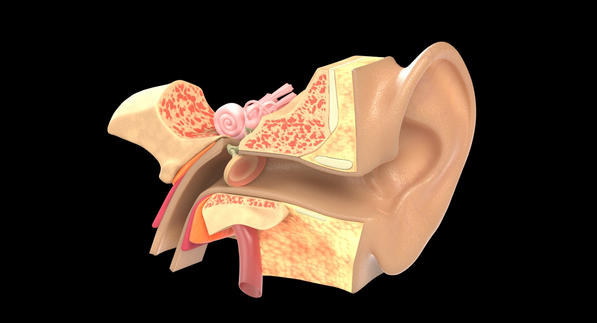 ear tympanum 3D https://p.turbosquid.com/ts-thumb/a7/8tvuVM/tbNf5FXo/frame/jpg/1552429363/1920x1080/turn_fit_q99/122ffd2c348cf6f8eec77da03e0f6ef24f066dec/frame-1.jpg