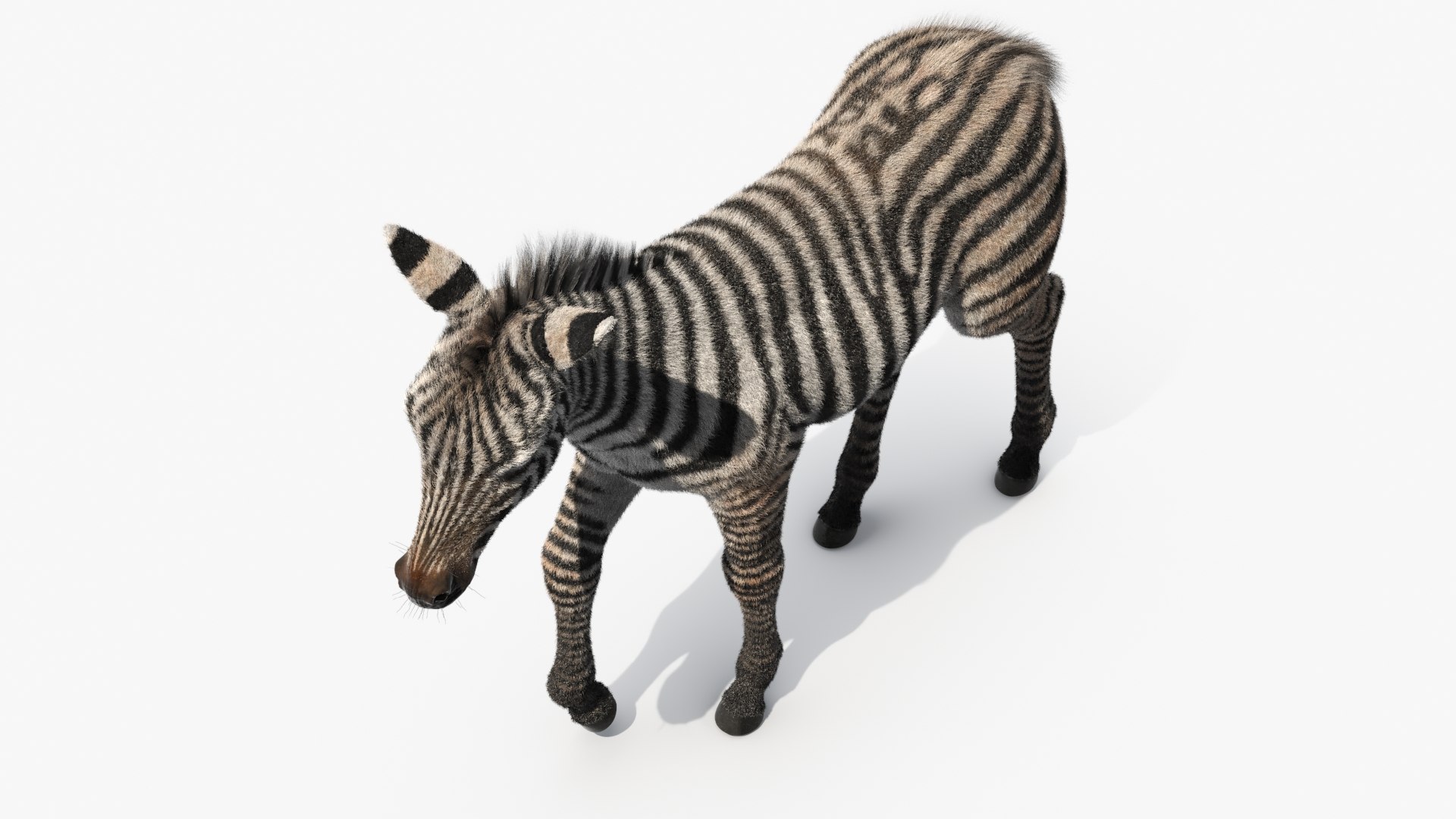 Zebra Foal Walking Fur for Cinema 4D 3D model https://p.turbosquid.com/ts-thumb/a7/HDUfOK/Pv/zebra_foal_walking_fur_008/jpg/1742599458/1920x1080/fit_q87/60d96d33ab7fdca031265c886c89a5bba682eecc/zebra_foal_walking_fur_008.jpg