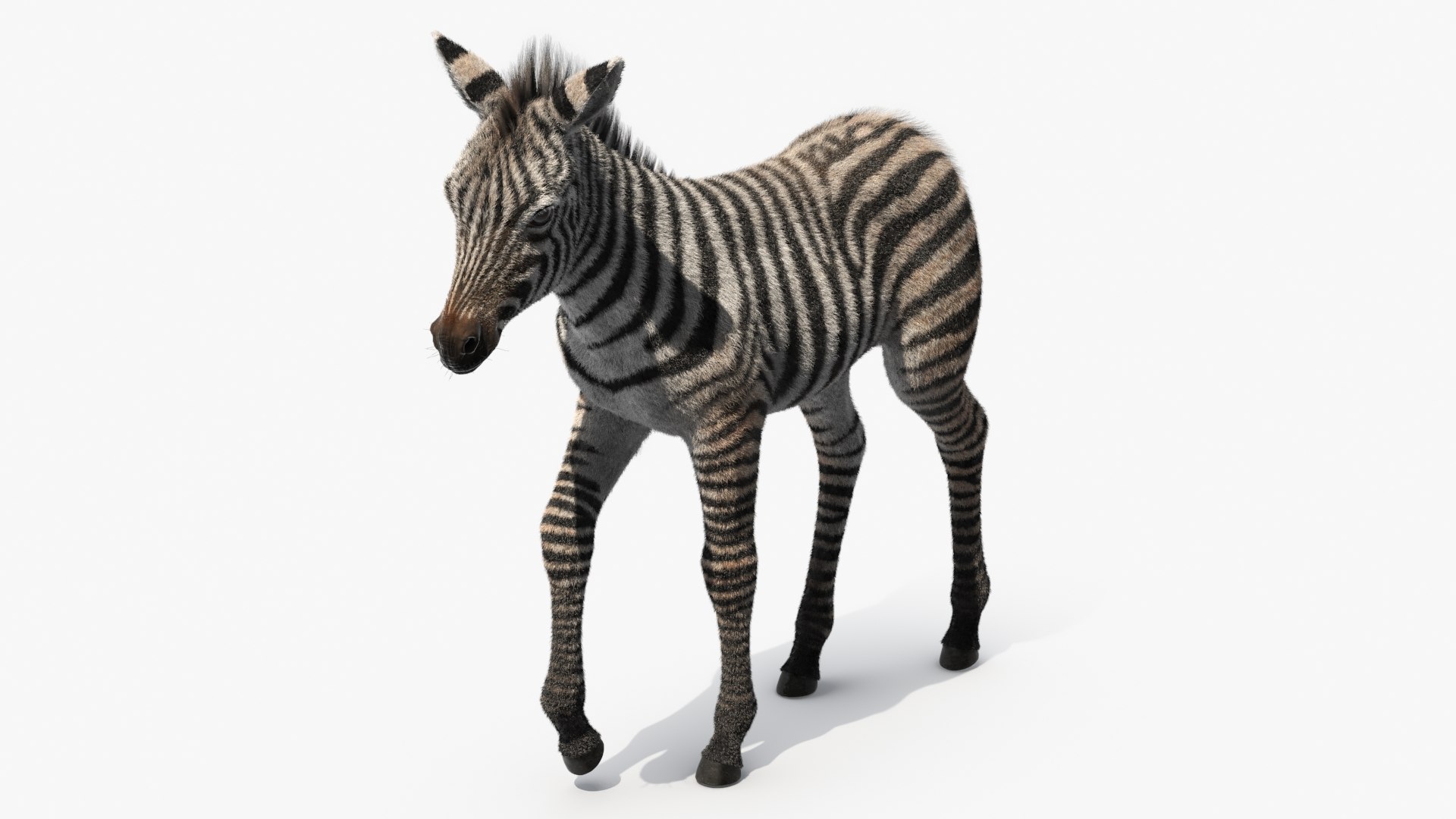 Zebra Foal Walking Fur for Cinema 4D 3D model https://p.turbosquid.com/ts-thumb/a7/HDUfOK/bI/zebra_foal_walking_fur_002/jpg/1742599172/1920x1080/fit_q87/a685c5897709496e86b27b47e36b59a195c569bc/zebra_foal_walking_fur_002.jpg