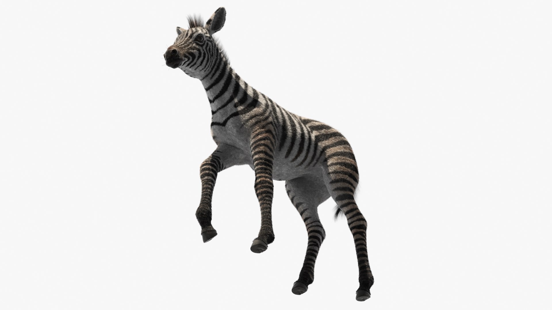 Zebra Foal Walking Fur for Cinema 4D 3D model https://p.turbosquid.com/ts-thumb/a7/HDUfOK/o1/zebra_foal_walking_fur_007/jpg/1742599455/1920x1080/fit_q87/9a57f14a29076b646387c43089a6ed222a335b32/zebra_foal_walking_fur_007.jpg