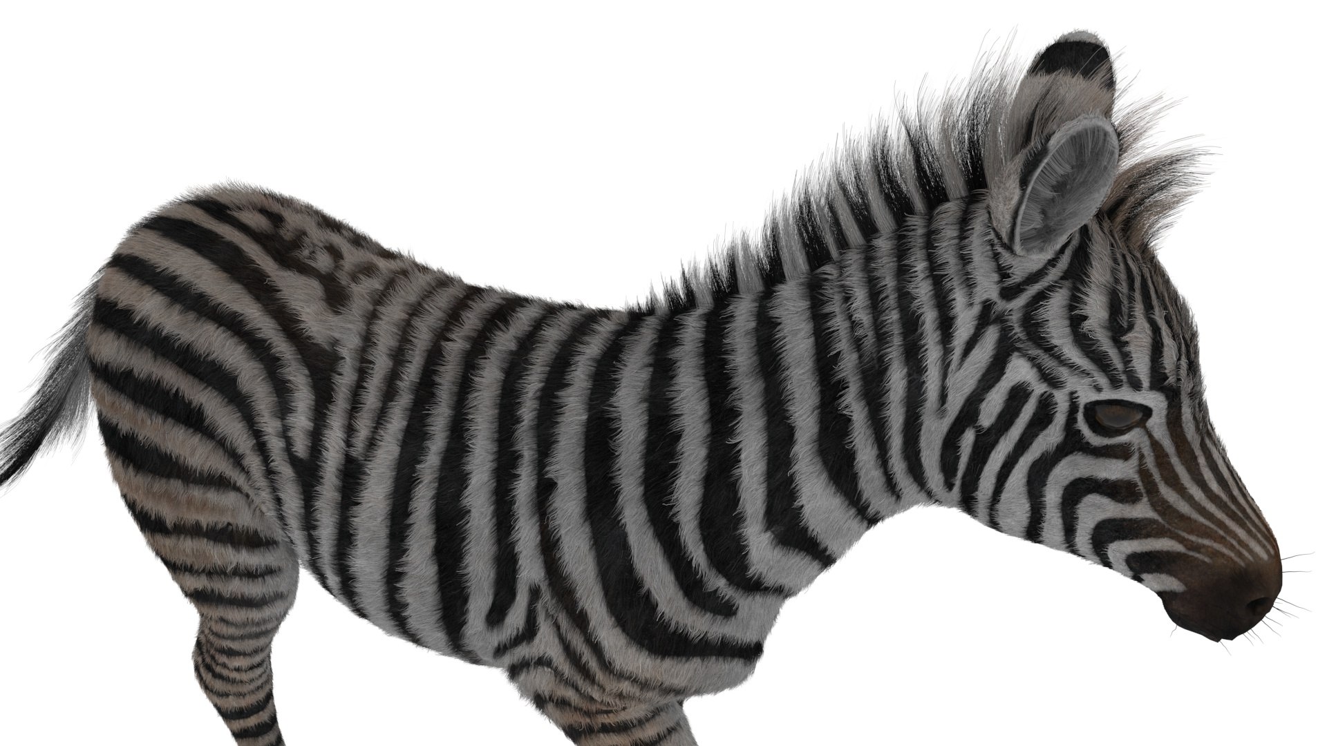 Zebra Foal Walking Fur for Cinema 4D 3D model preview