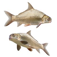 Highfin Carpsucker