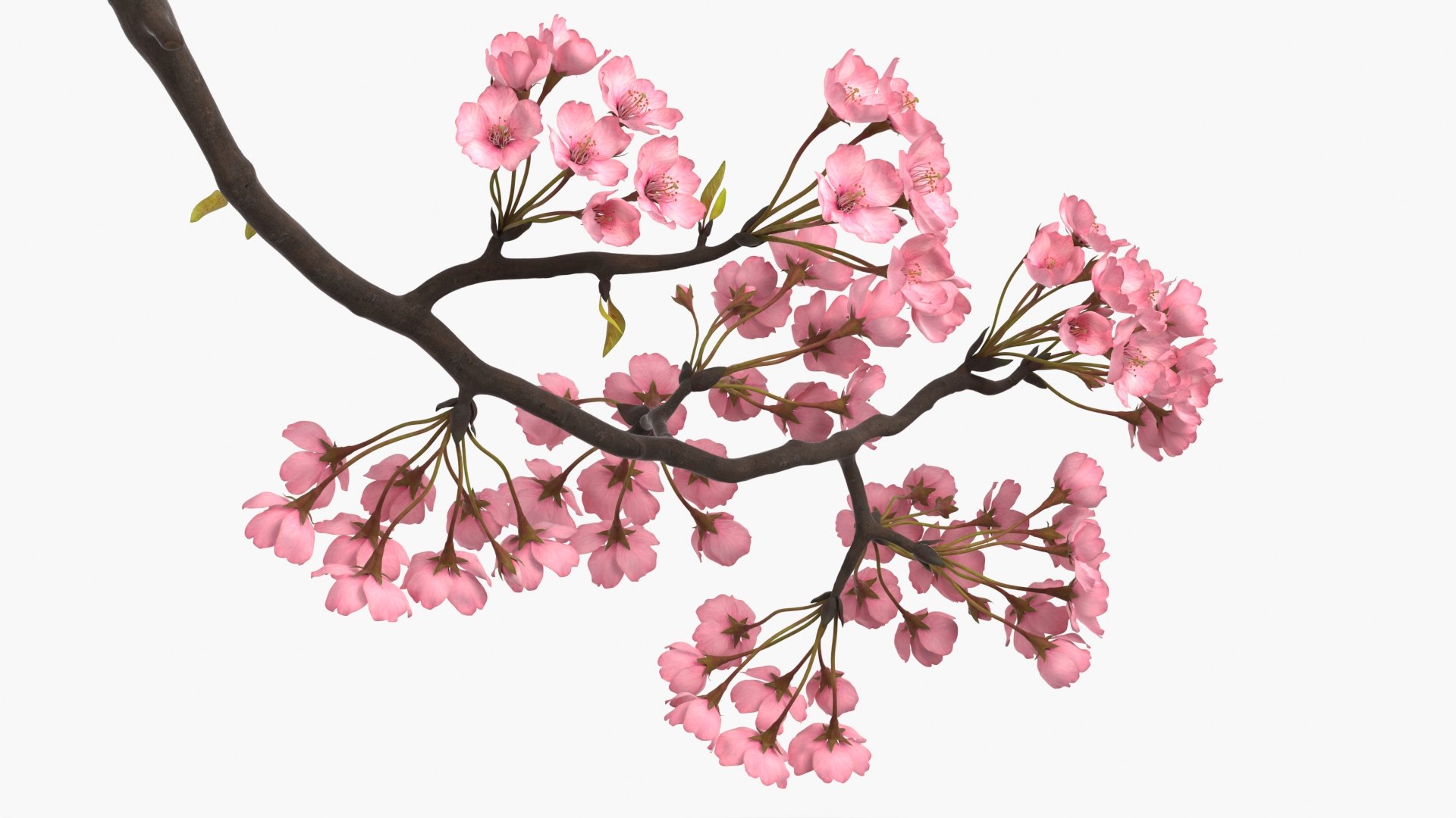 Somei Yoshino Sakura Cherry Blossom Branch Pink 3D https://p.turbosquid.com/ts-thumb/a7/Tx0Umj/G6/somei_yoshino_sakura_cherry_blossom_branch_pink_008/jpg/1772005864/1920x1080/fit_q87/6854d693c2df785ed3407c35edf6fb628ebc1514/somei_yoshino_sakura_cherry_blossom_branch_pink_008.jpg