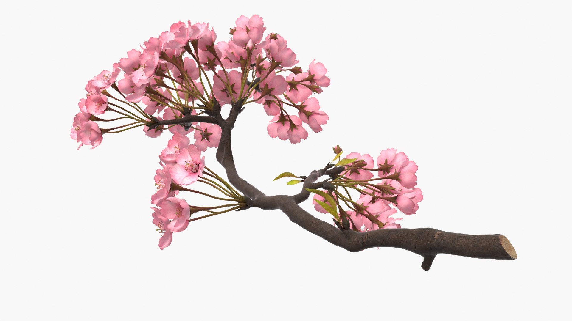 Somei Yoshino Sakura Cherry Blossom Branch Pink 3D https://p.turbosquid.com/ts-thumb/a7/Tx0Umj/Ri/somei_yoshino_sakura_cherry_blossom_branch_pink_007/jpg/1772005860/1920x1080/fit_q87/1cb9558aa4927fdc74697883887c4a86211acab8/somei_yoshino_sakura_cherry_blossom_branch_pink_007.jpg