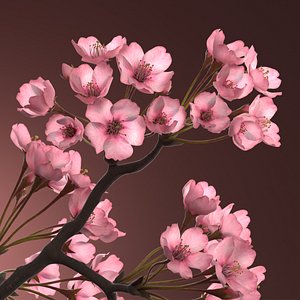 Somei Yoshino Sakura Cherry Blossom Branch Pink 3D
