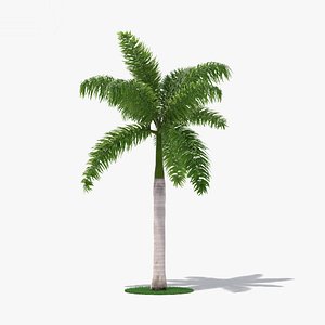 3D royal palm model