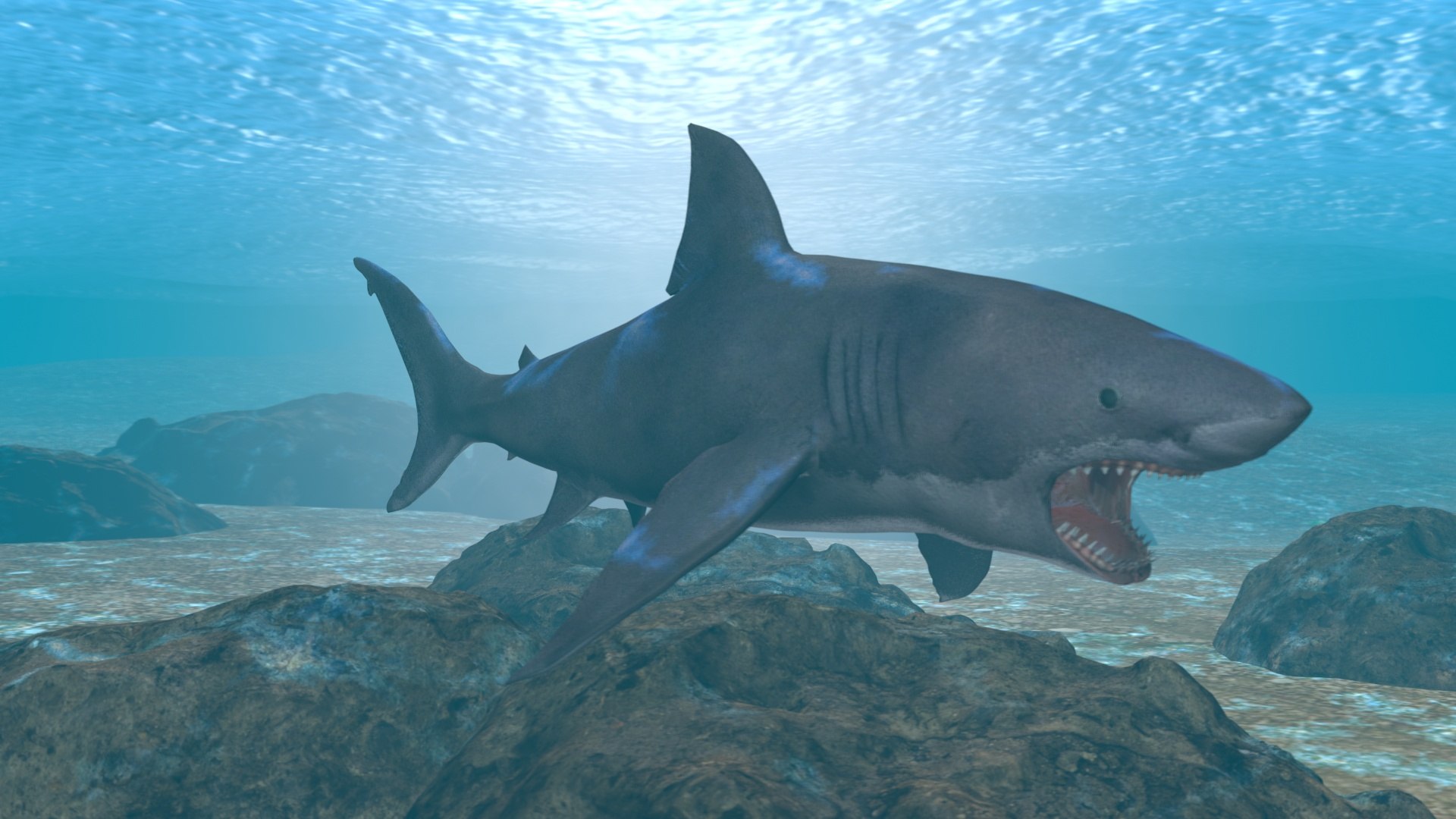 Shark 3d - Turbosquid 2055867