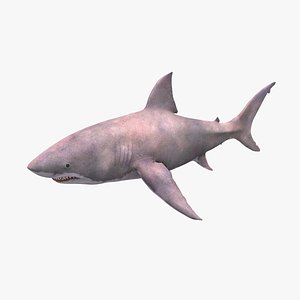 Shark