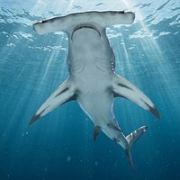 Hammerhead Shark Rigged For Maya