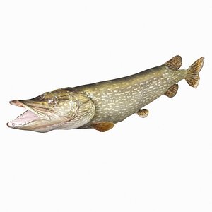 Northern Pike