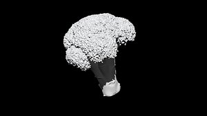 broccoli 3D CT scan model decimate 30percent 3D