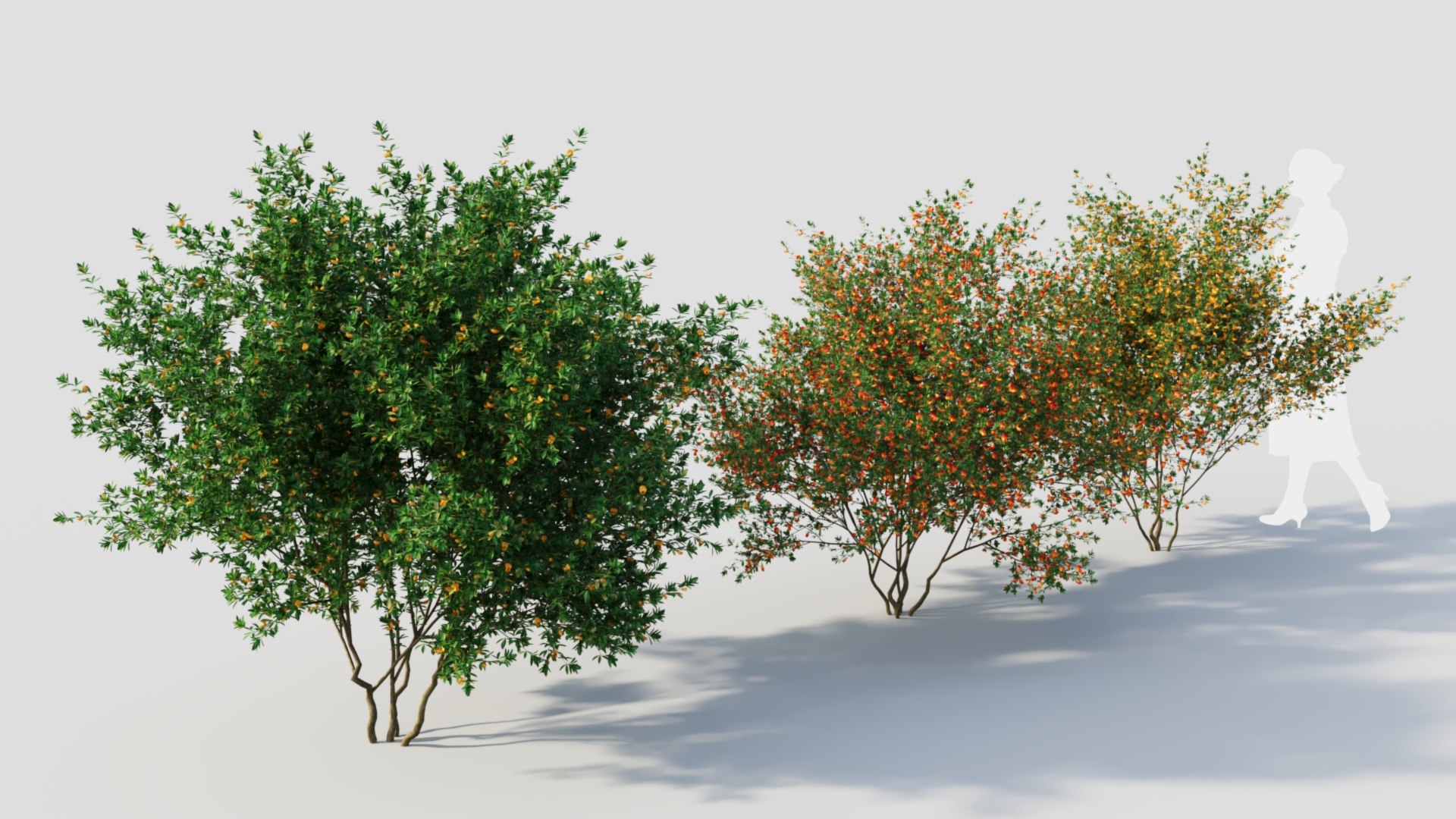 3D Model Cytisus Scoparius C - TurboSquid 2234155