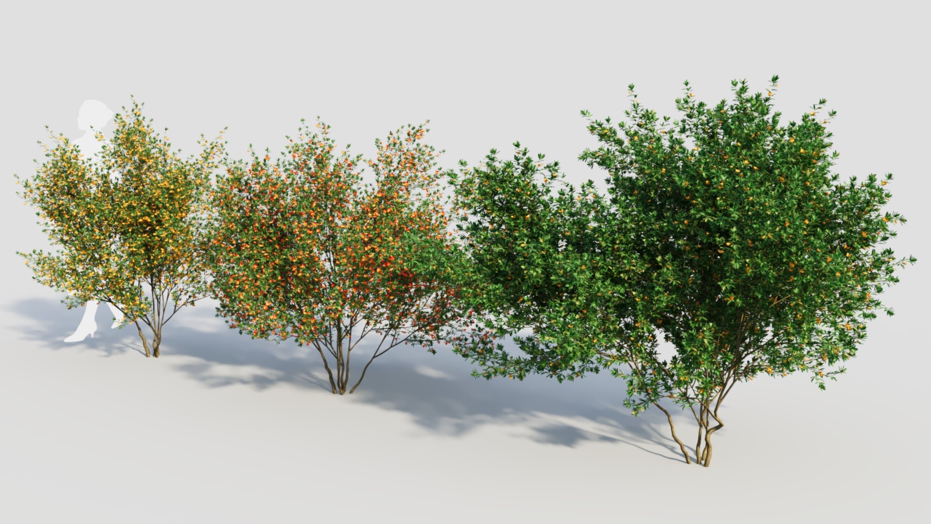 3d Model Cytisus Scoparius C - Turbosquid 2234155