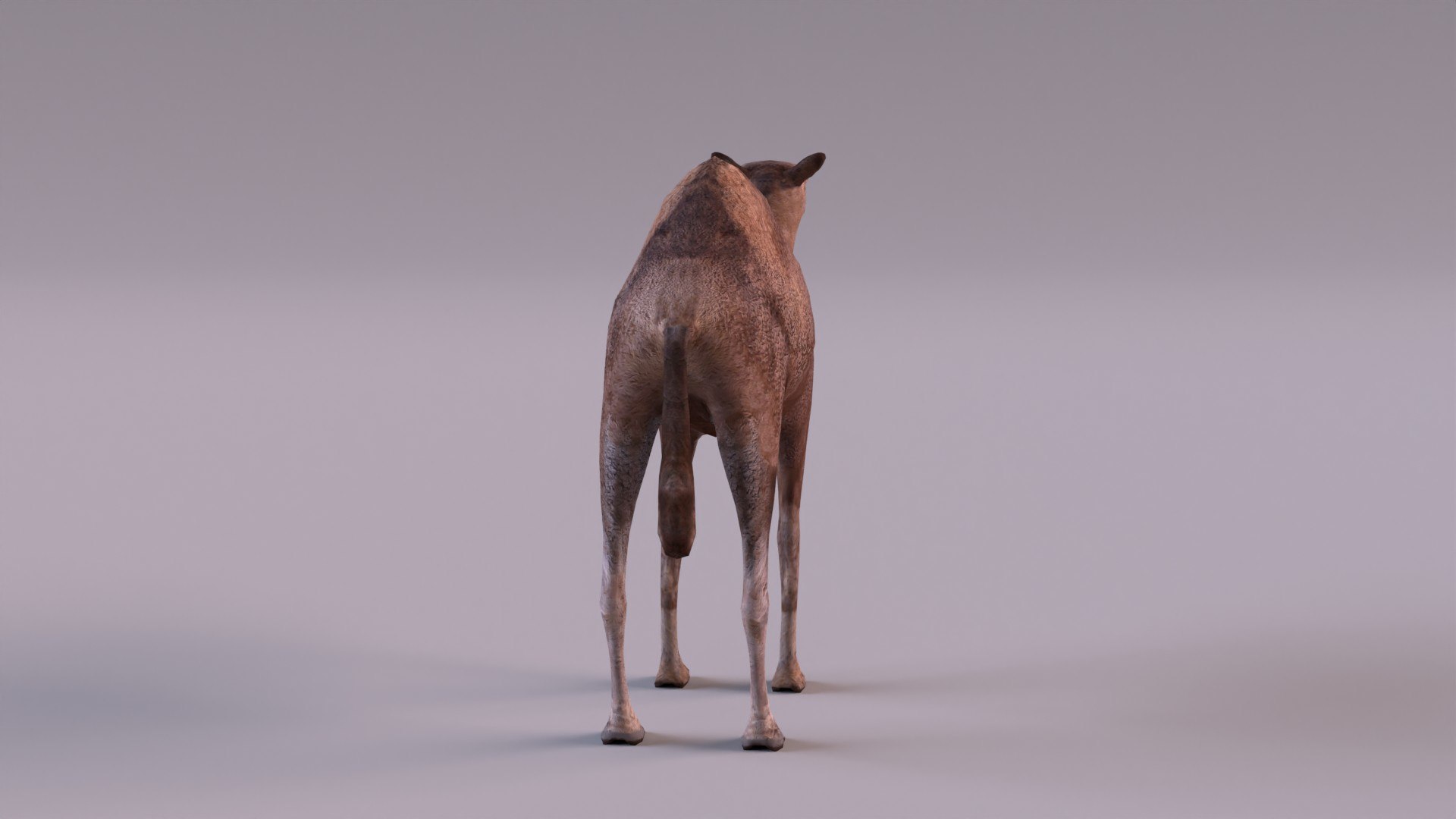 Camel 3D model https://p.turbosquid.com/ts-thumb/a7/yb1mXs/1x/camel_0005/jpg/1668884181/1920x1080/fit_q87/0dc7de70166c2c62a6482a9145d3f6f250034ac2/camel_0005.jpg
