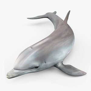 Realistic Bottlenose Dolphin Turn 3D
