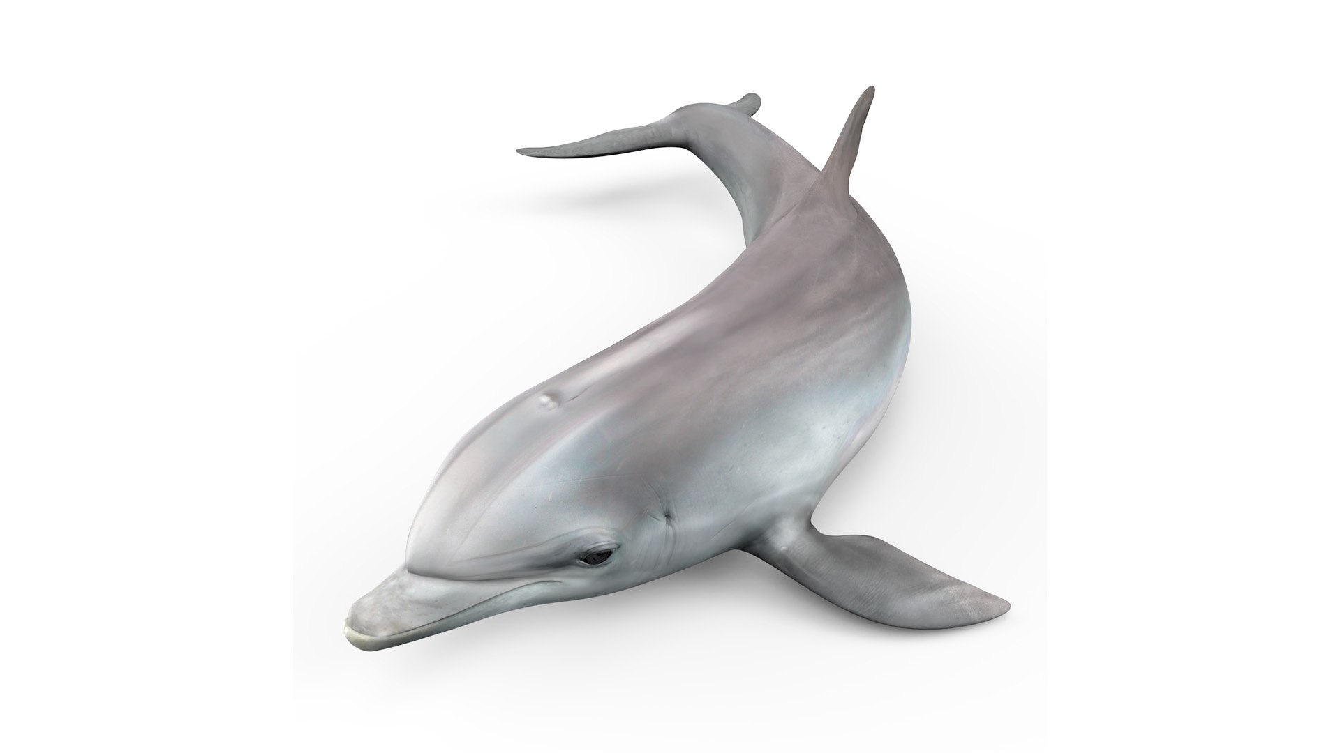 Realistic Bottlenose Dolphin Turn 3D model preview