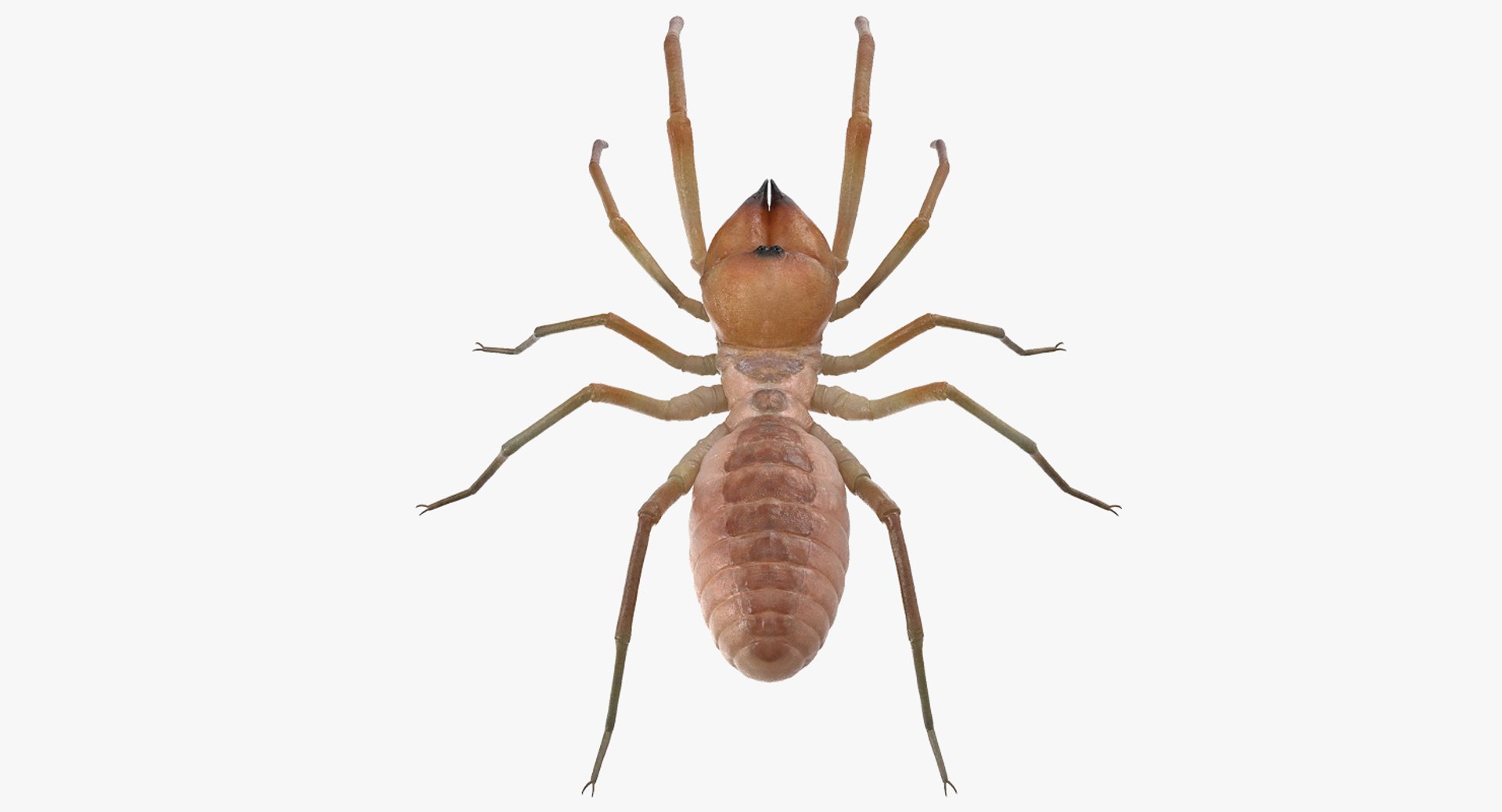 insects big 5 collections 3D model https://p.turbosquid.com/ts-thumb/a8/NZDPHi/2inbf7S2/insectsbigcollection5vray3dmodel062/jpg/1595402261/1920x1080/fit_q87/003179f78e3380e815726758985e3425fc0da6ab/insectsbigcollection5vray3dmodel062.jpg