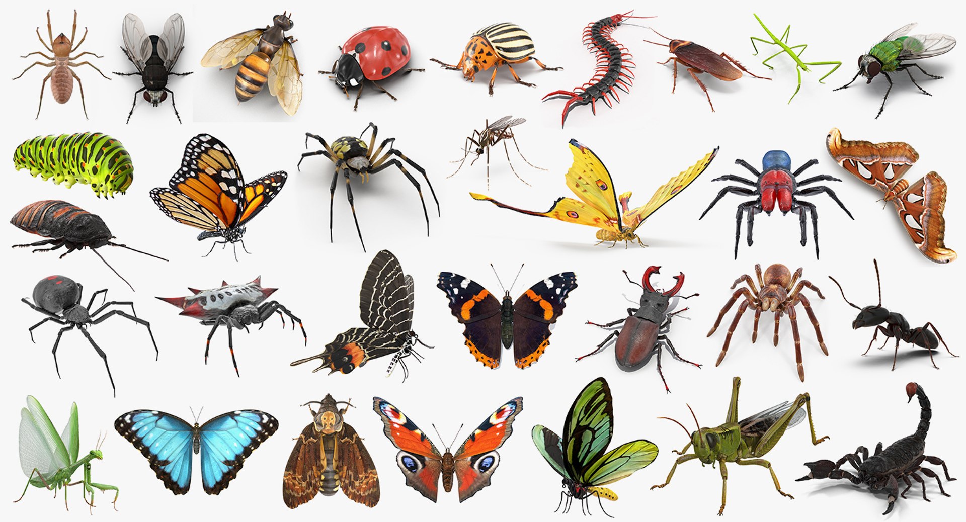 insects big 5 collections 3D model https://p.turbosquid.com/ts-thumb/a8/NZDPHi/55sxVaRQ/insectsbigcollection5vray3dmodel001/jpg/1595402113/1920x1080/fit_q87/c81f68556744b35e7721030b0681f21fec957f2a/insectsbigcollection5vray3dmodel001.jpg