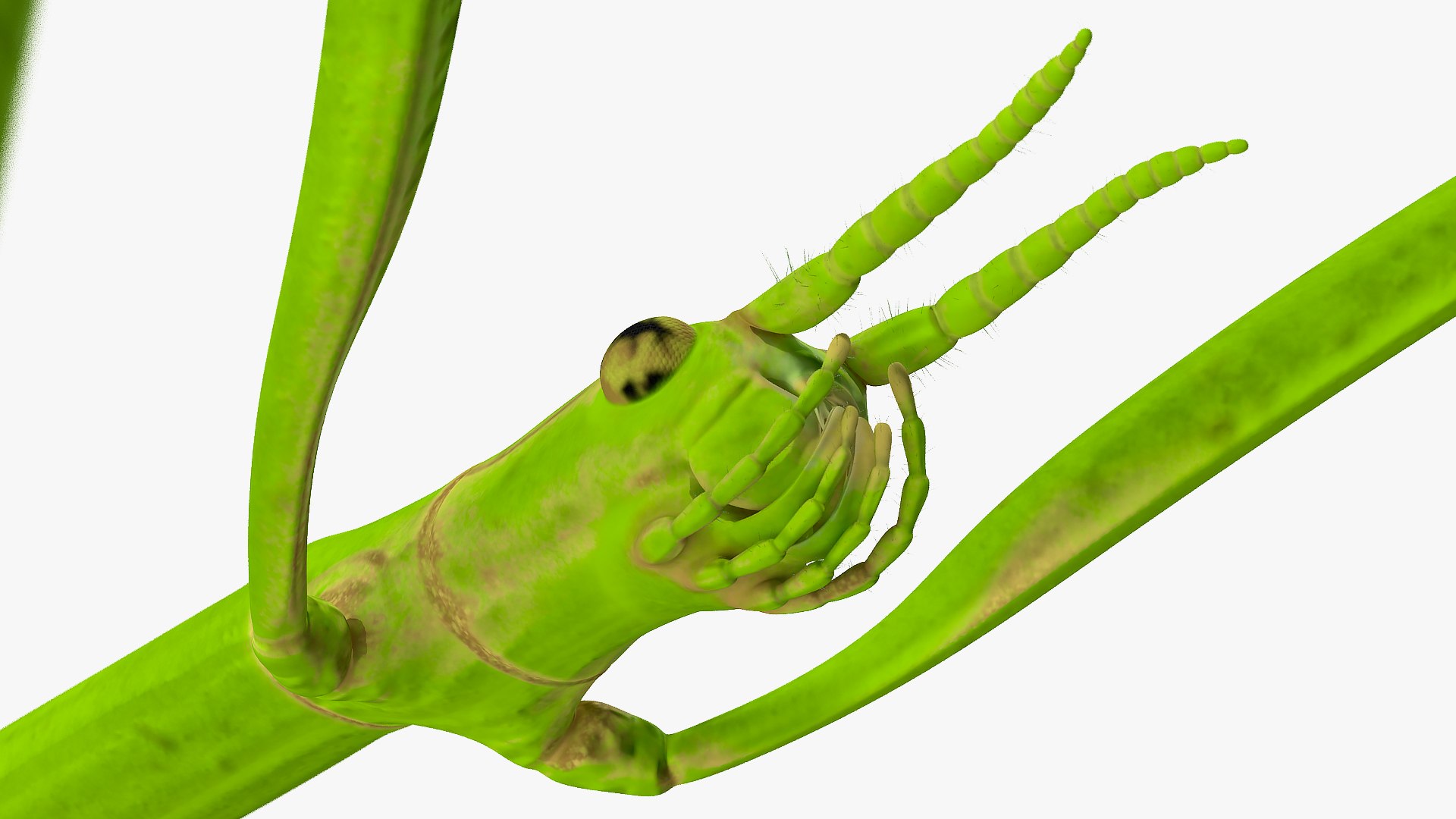 insects big 5 collections 3D model https://p.turbosquid.com/ts-thumb/a8/NZDPHi/67dpQsQO/insectsbigcollection5vray3dmodel030/jpg/1595402182/1920x1080/fit_q87/4ceaca96015adadf4a551cf1324954dcee252696/insectsbigcollection5vray3dmodel030.jpg