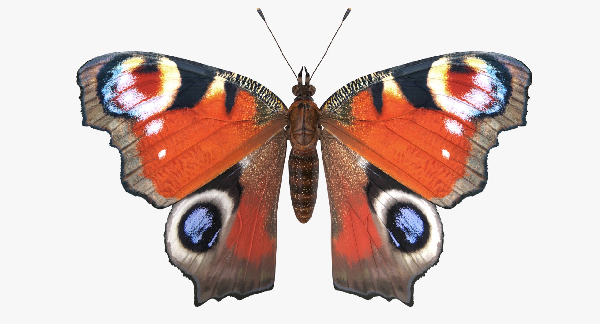insects big 5 collections 3D model https://p.turbosquid.com/ts-thumb/a8/NZDPHi/AxFK5JIi/insectsbigcollection5vray3dmodel090/jpg/1595402327/1920x1080/fit_q87/cfe379e2da2cb36798cfe4a6ee179ce9341c0716/insectsbigcollection5vray3dmodel090.jpg