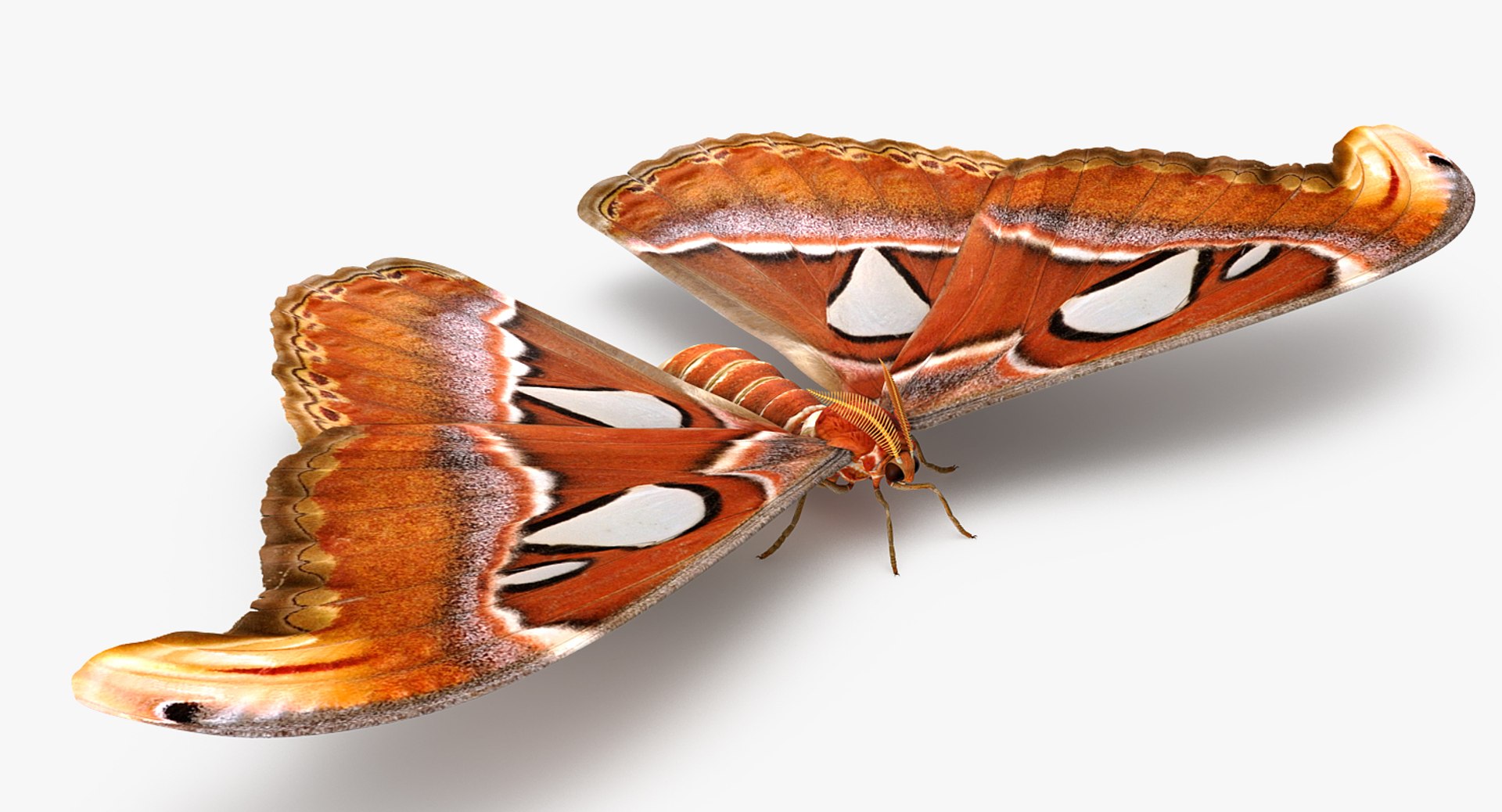 insects big 5 collections 3D model https://p.turbosquid.com/ts-thumb/a8/NZDPHi/CMjNTZTV/insectsbigcollection5vray3dmodel071/jpg/1595402282/1920x1080/fit_q87/cabace6ddcb0a43869787c2665a9fe171fea3d07/insectsbigcollection5vray3dmodel071.jpg