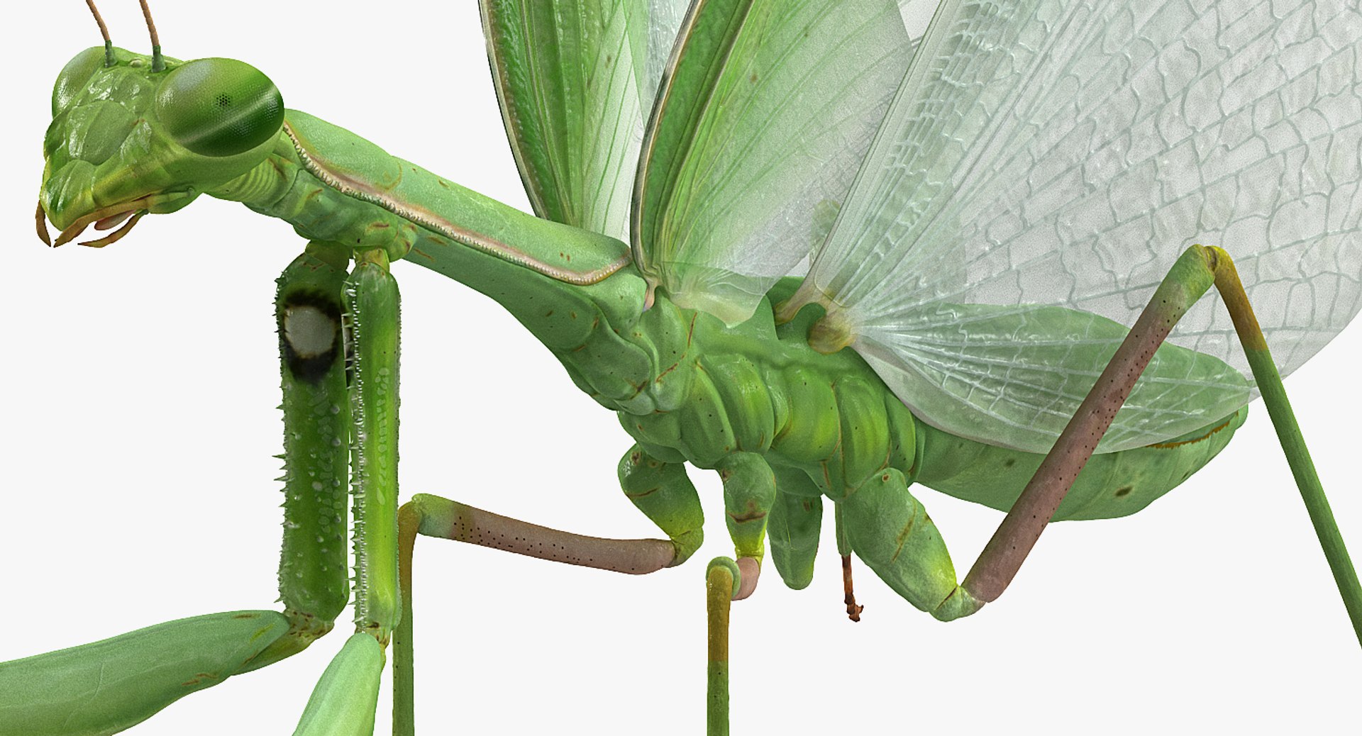 insects big 5 collections 3D model https://p.turbosquid.com/ts-thumb/a8/NZDPHi/Dwg8XFG6/insectsbigcollection5vray3dmodel048/jpg/1595402225/1920x1080/fit_q87/b7c3f51b39e0b230e2022b59dd6401a316c5aa33/insectsbigcollection5vray3dmodel048.jpg