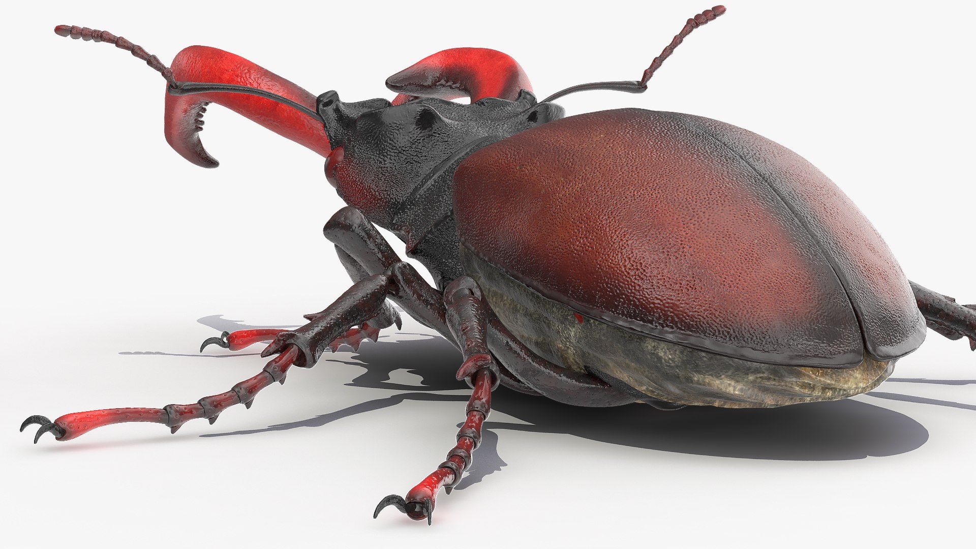 insects big 5 collections 3D model https://p.turbosquid.com/ts-thumb/a8/NZDPHi/FjcCMjUp/insectsbigcollection5vray3dmodel019/jpg/1595402155/1920x1080/fit_q87/2991f5b6a9db7f0174f66acf12534aec54a4ce75/insectsbigcollection5vray3dmodel019.jpg