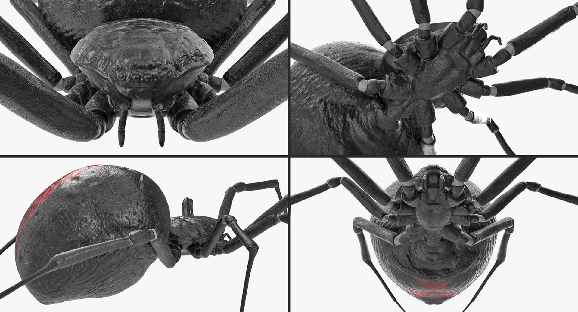 insects big 5 collections 3D model https://p.turbosquid.com/ts-thumb/a8/NZDPHi/IAP9c3oX/insectsbigcollection5vray3dmodel119/jpg/1595402395/1920x1080/fit_q87/863bf164dceb23badd1dea64efa81336fd1bd404/insectsbigcollection5vray3dmodel119.jpg