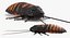 insects big 5 collections 3D model