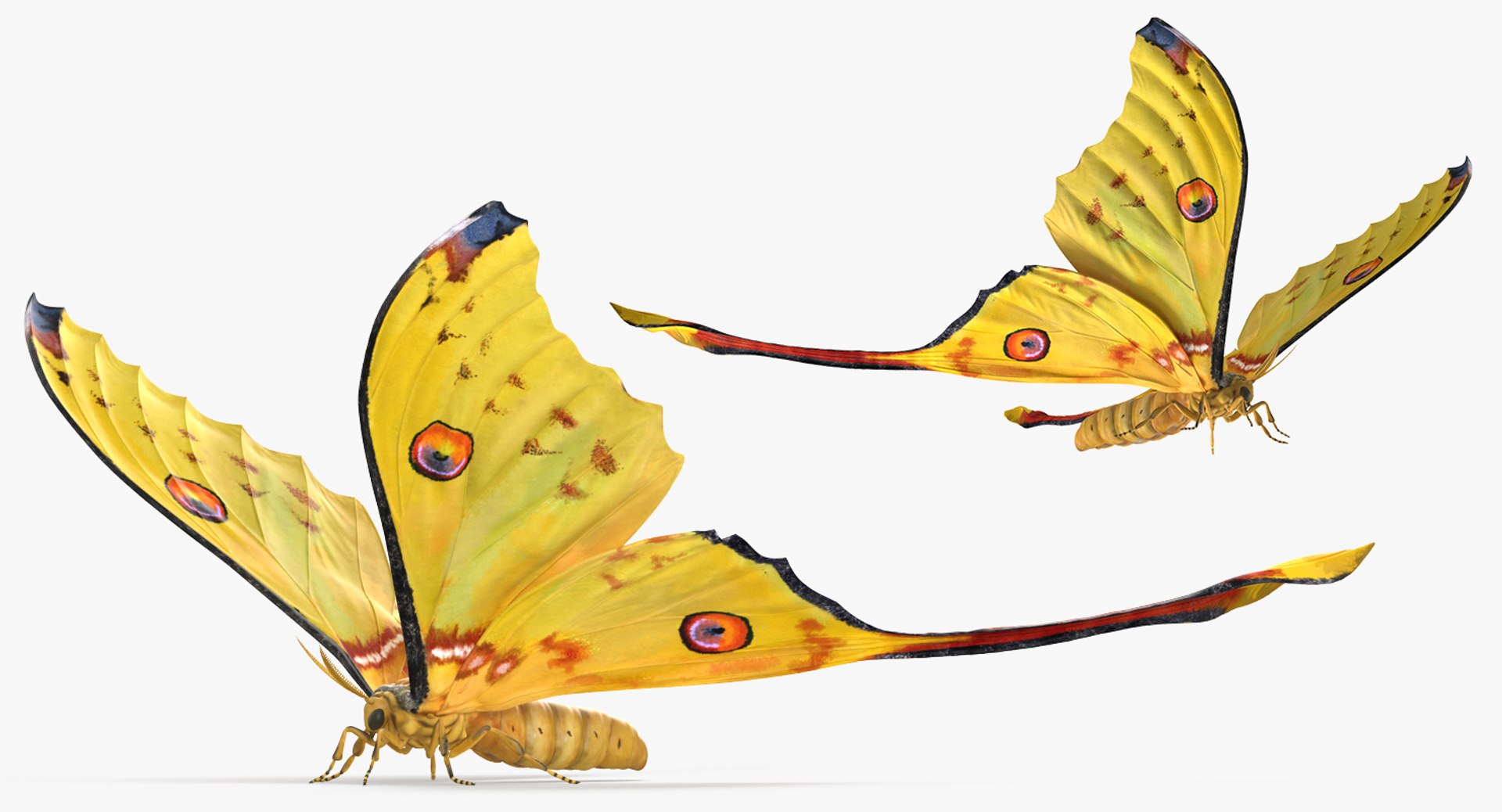 insects big 5 collections 3D model https://p.turbosquid.com/ts-thumb/a8/NZDPHi/KfOHL8un/insectsbigcollection5vray3dmodel132/jpg/1595402426/1920x1080/fit_q87/77a16537892c8fc0f5627fc18296f8a0672e6812/insectsbigcollection5vray3dmodel132.jpg