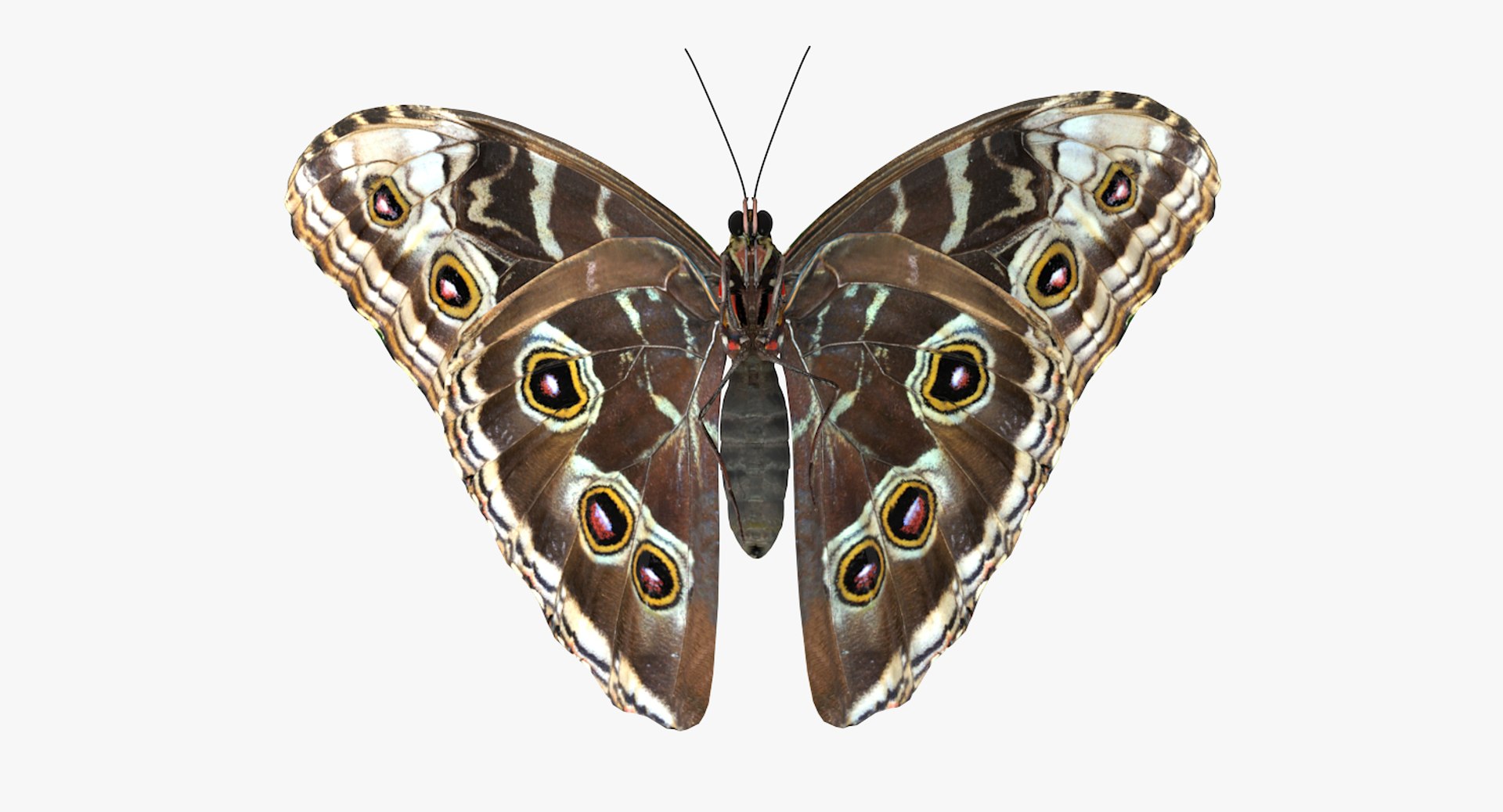 insects big 5 collections 3D model https://p.turbosquid.com/ts-thumb/a8/NZDPHi/LwVqijRz/insectsbigcollection5vray3dmodel123/jpg/1595402405/1920x1080/fit_q87/2ab9b9f94301744ca0fbde4bc3880710527e3c2a/insectsbigcollection5vray3dmodel123.jpg