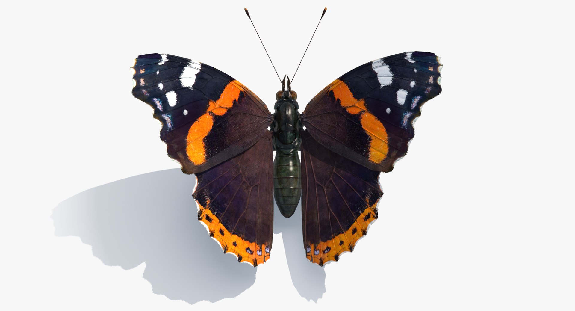 insects big 5 collections 3D model https://p.turbosquid.com/ts-thumb/a8/NZDPHi/Q8mVmIhN/insectsbigcollection5vray3dmodel077/jpg/1595402297/1920x1080/fit_q87/391af18bc01049ab484a53acf9fc5e90b8a73bff/insectsbigcollection5vray3dmodel077.jpg